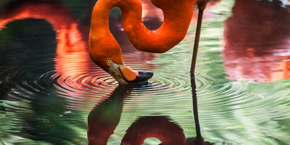 gaetano-cessati-bvpWQI8Xb0k-unsplash SMC Reflection